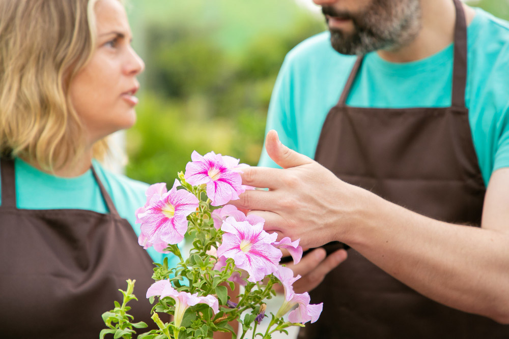 Comment cultiver le Petunia Pendula ?